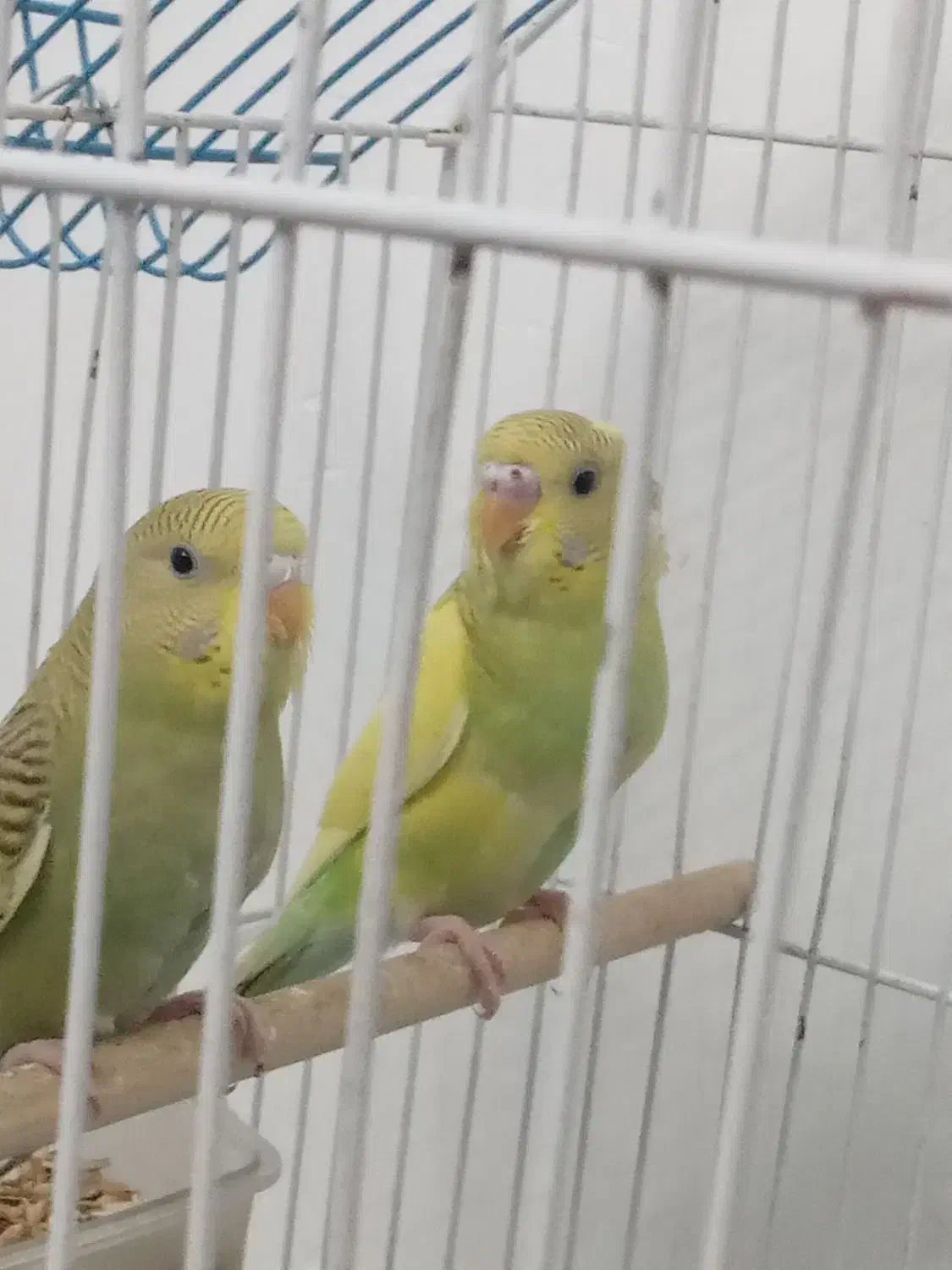 مرغ عشق|پرنده|میاندوآب, |دیوار