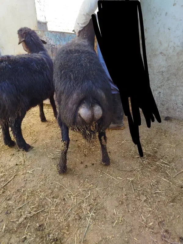 قوچ قزل|حیوانات مزرعه|مهاجران, |دیوار