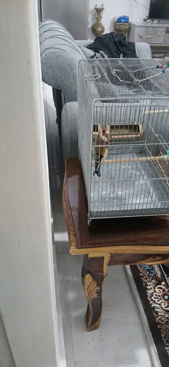 سهره|پرنده|رباط‌کریم, رباط‌کریم|دیوار