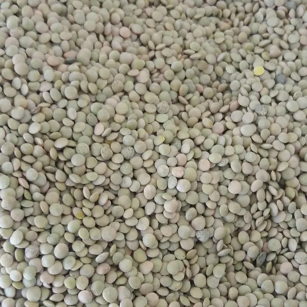 عدس|خوردنی و آشامیدنی|لردگان, |دیوار