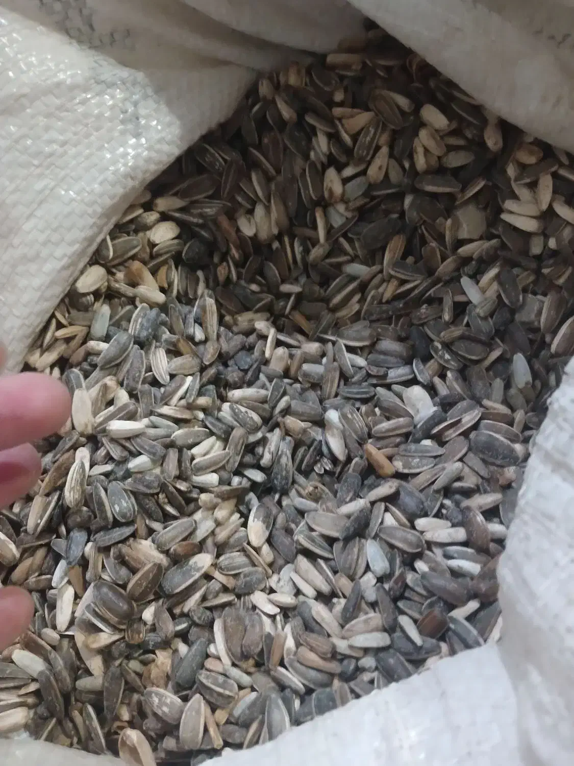 تخمه|خوردنی و آشامیدنی|سبزوار, قصبه شرقی|دیوار