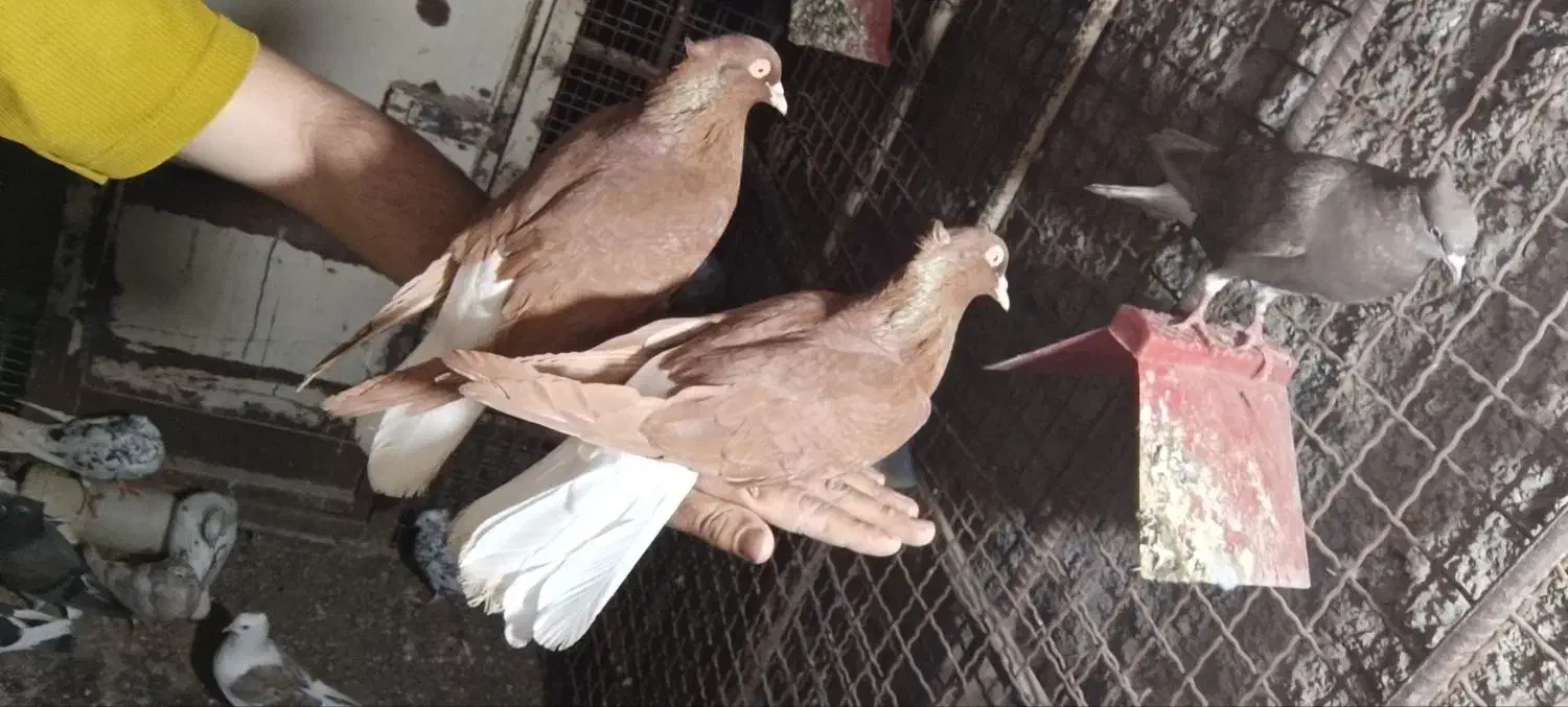 سرخ دمسفید|پرنده|حمیدیه, |دیوار