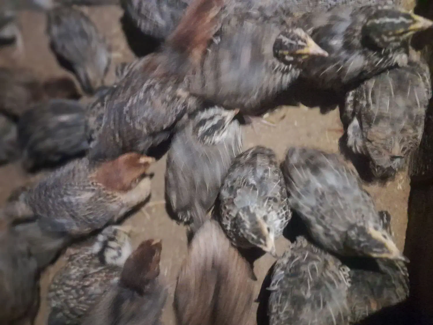 بلدرچین|حیوانات مزرعه|نهبندان, |دیوار