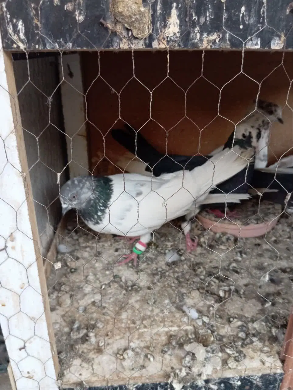 کفتر|پرنده|کرج, کمالشهر|دیوار