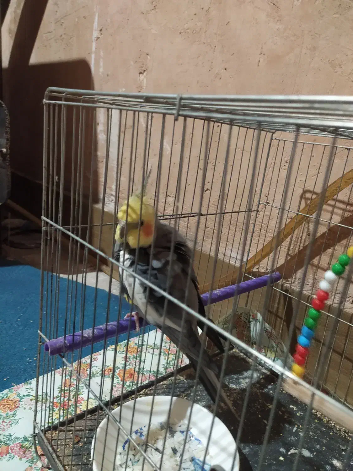 عروس|پرنده|عطاملک, |دیوار