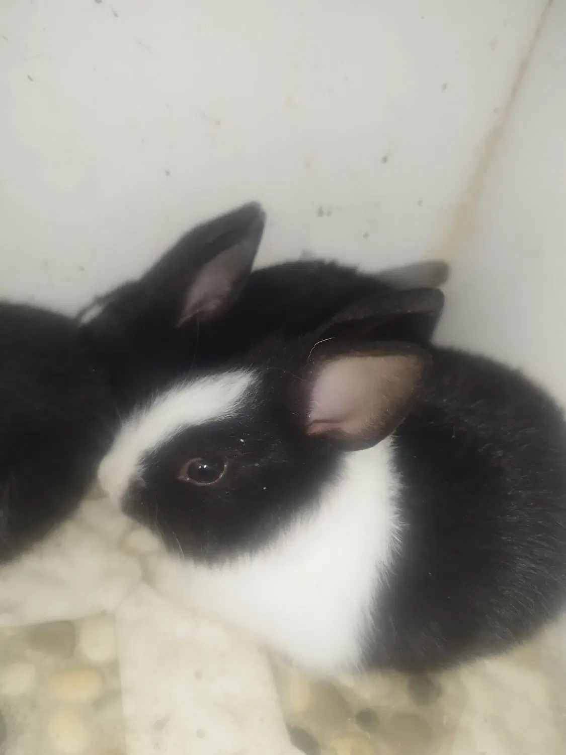 خرگوش|موش و خرگوش|بوشهر, |دیوار