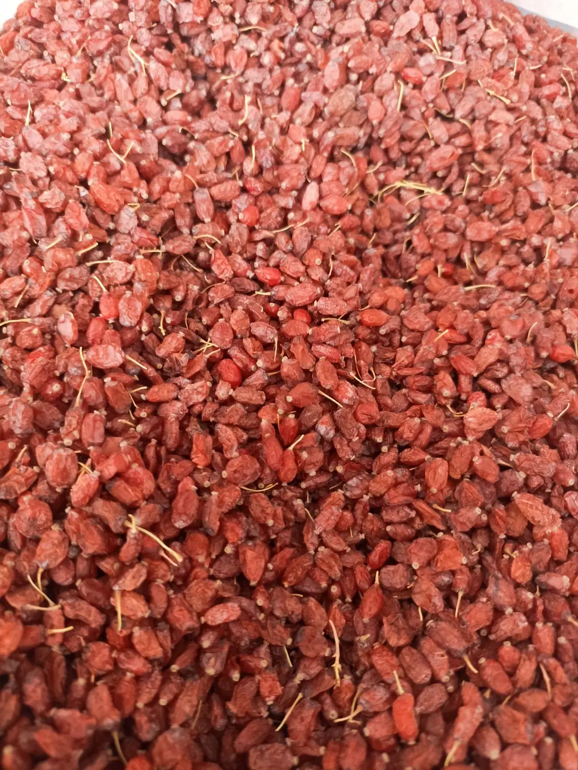 زرشک|خوردنی و آشامیدنی|قائن, |دیوار