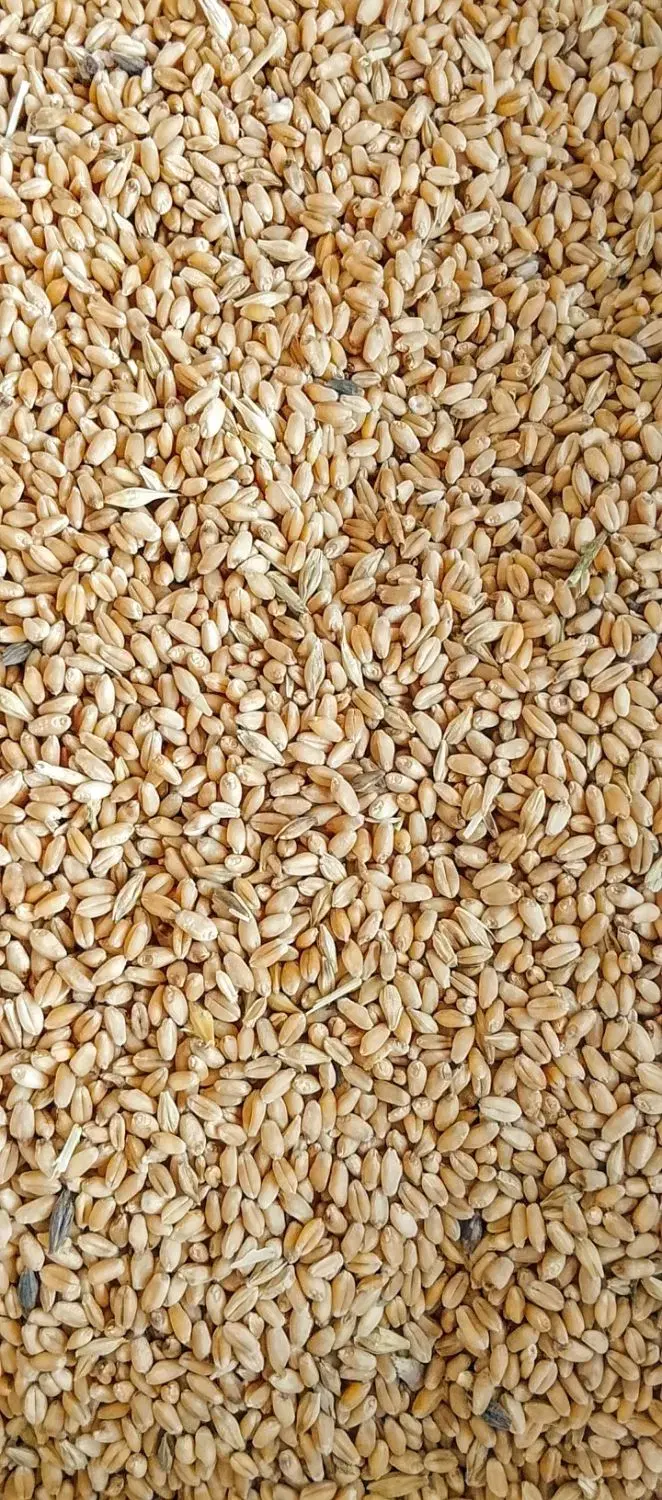 گندم|گل و گیاه طبیعی|چمران, |دیوار