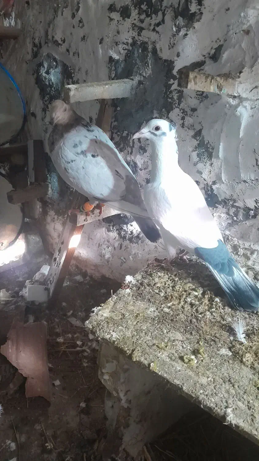 کفتر|حیوانات|بجنورد, |دیوار