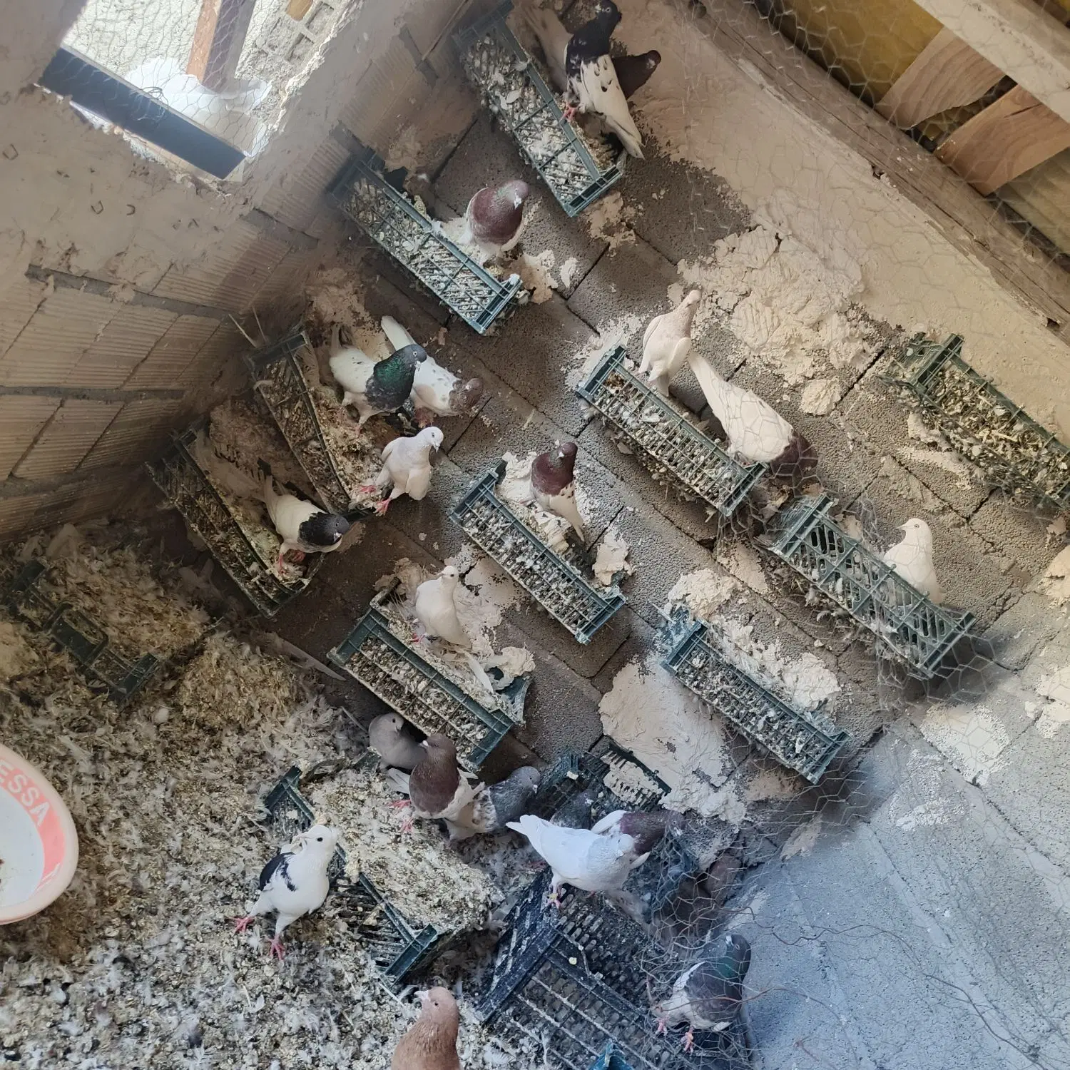 کفتر|پرنده|آذرشهر, |دیوار