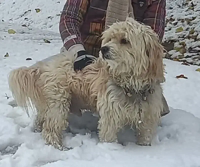 سگ پاپی|حیوانات|اصفهان, پرتمان|دیوار