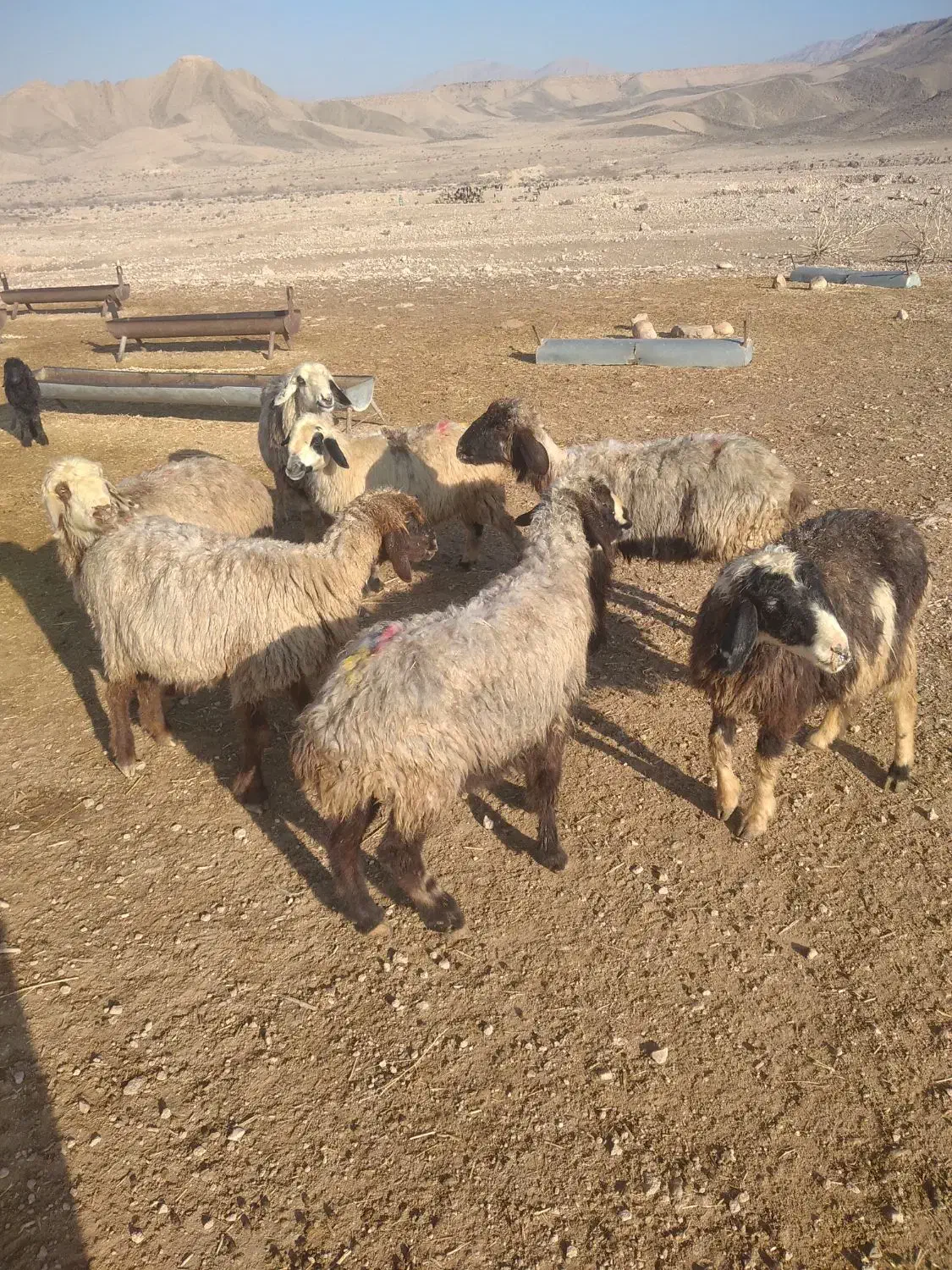 میش آبستن|حیوانات مزرعه|شیراز, کوشک بیدک|دیوار