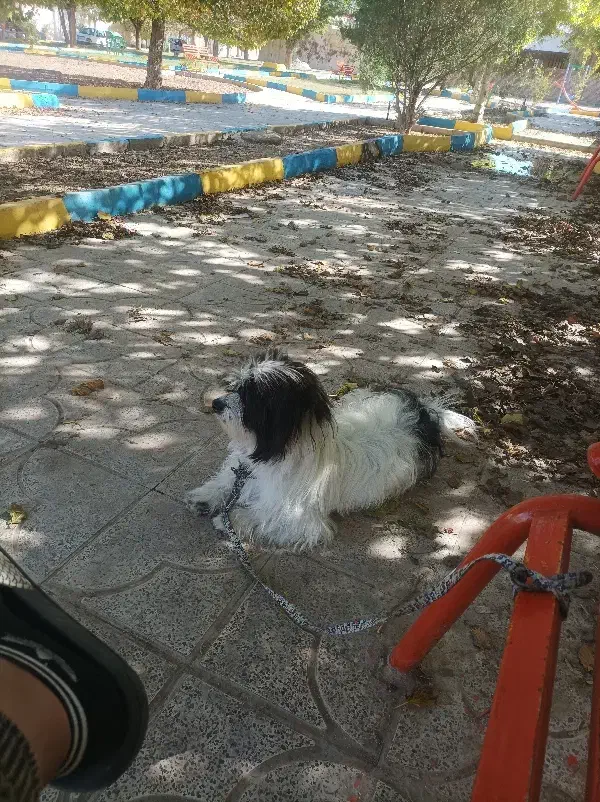 سگ گمشده|حیوانات|گیلان غرب, |دیوار