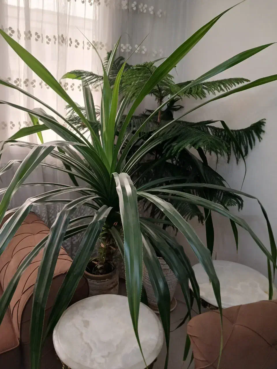 گل طبیعی|گل و گیاه طبیعی|تهران, سازمان برنامه شمالی|دیوار