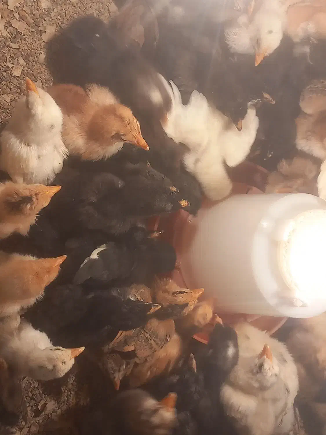 جوجه محلی|حیوانات مزرعه|رشت, آزادگان|دیوار