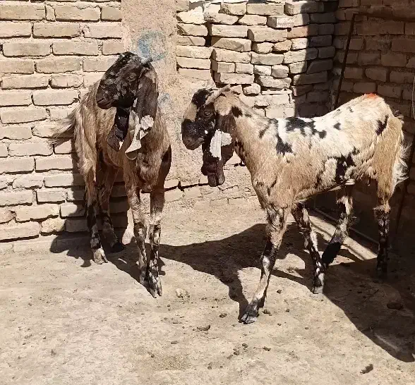 فروش بز|حیوانات مزرعه|سبزوار, قصبه شرقی|دیوار