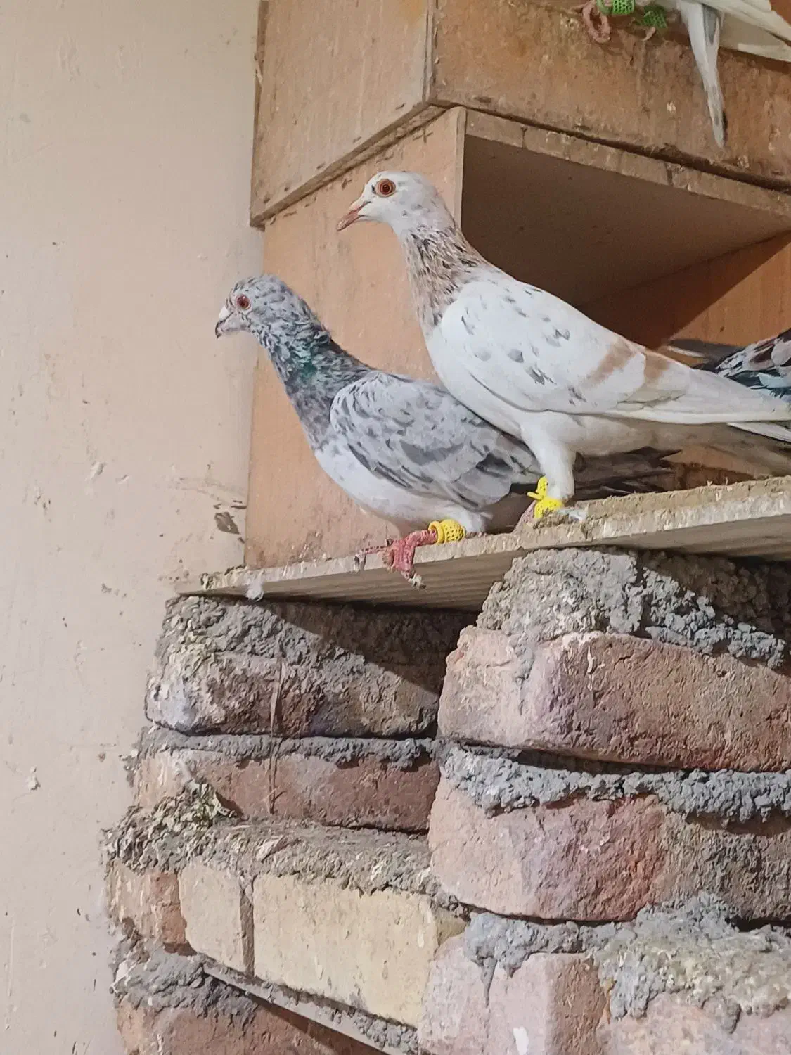 جفت خطی|پرنده|خرمدشت, |دیوار