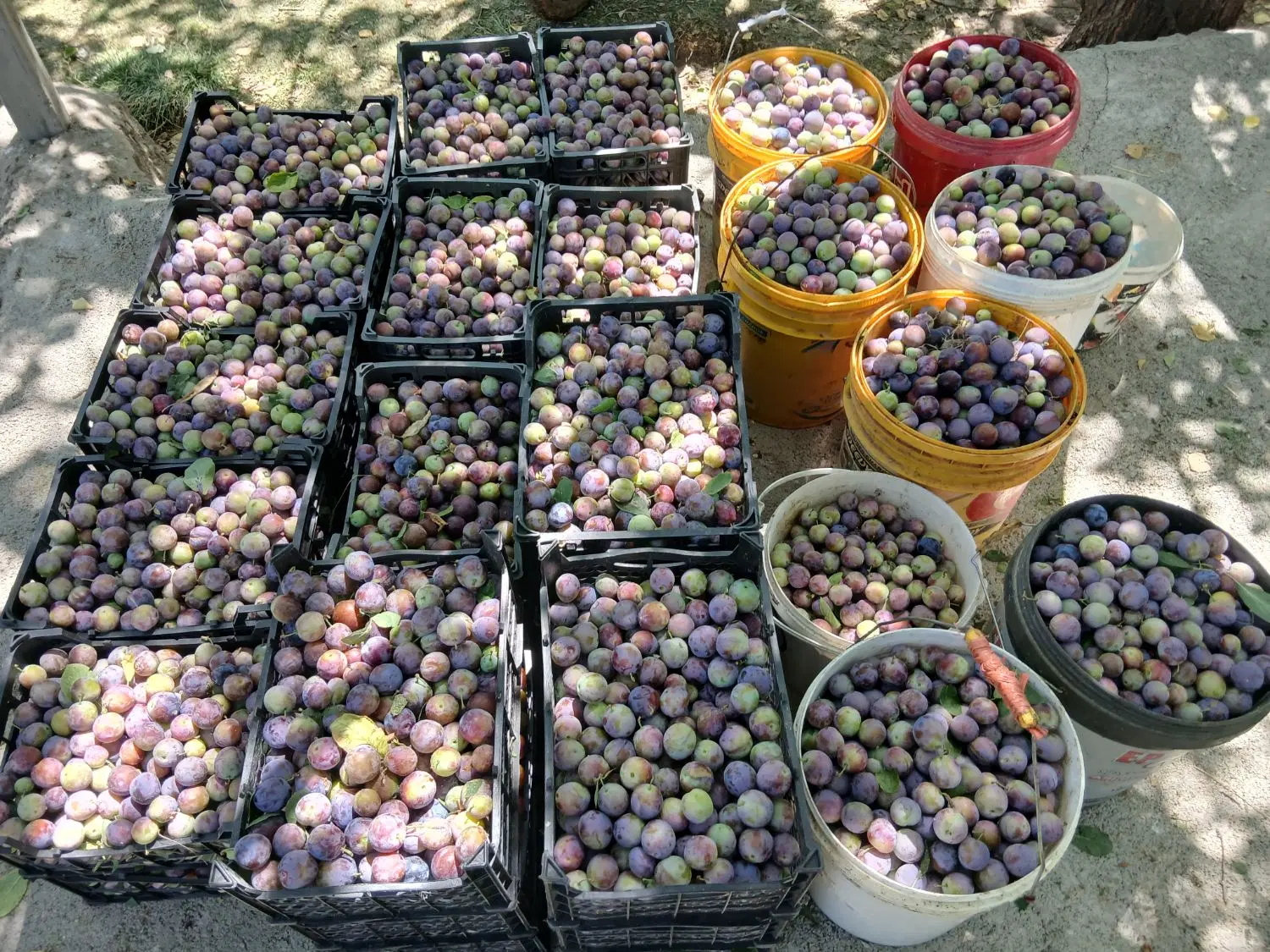 آلو|خوردنی و آشامیدنی|زاغه, |دیوار