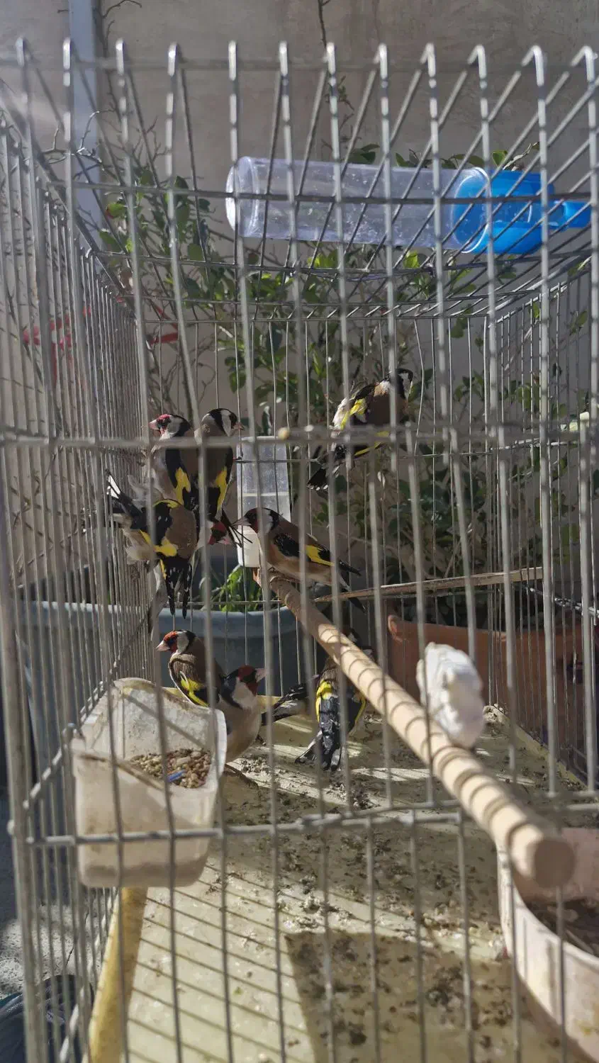 انواع پرنده سهره|پرنده|خمینیشهر, |دیوار