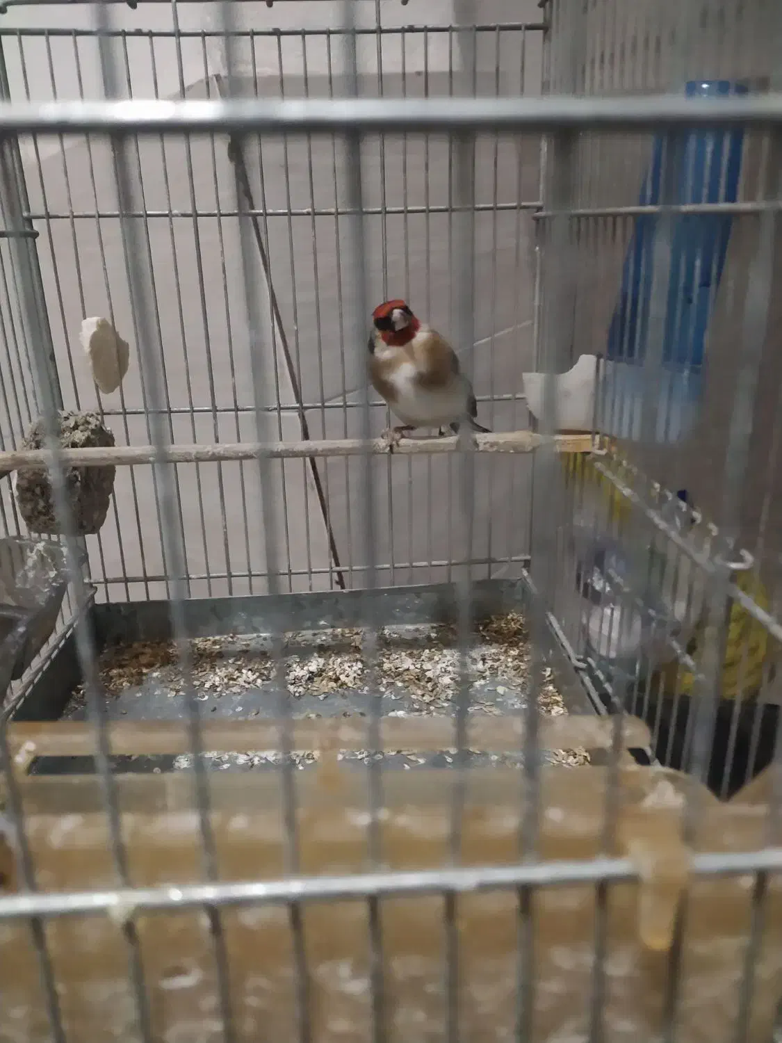 سهره|پرنده|قزوین, |دیوار