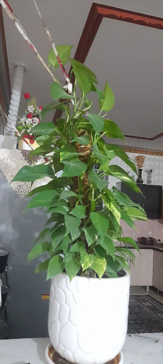 گلها|گل و گیاه طبیعی|کشکوئیه, |دیوار