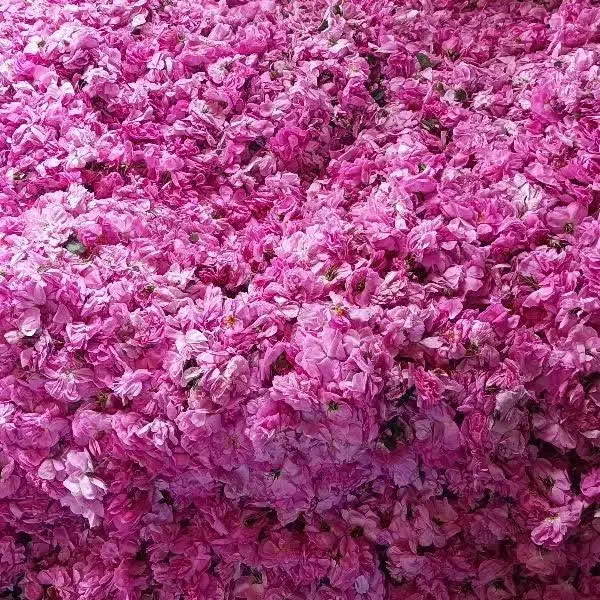 گل محمدی|گل و گیاه طبیعی|سمنان, |دیوار