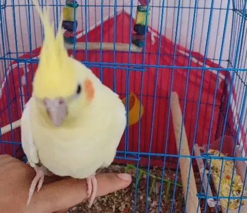 عروس هلندی|پرنده|چترود, |دیوار