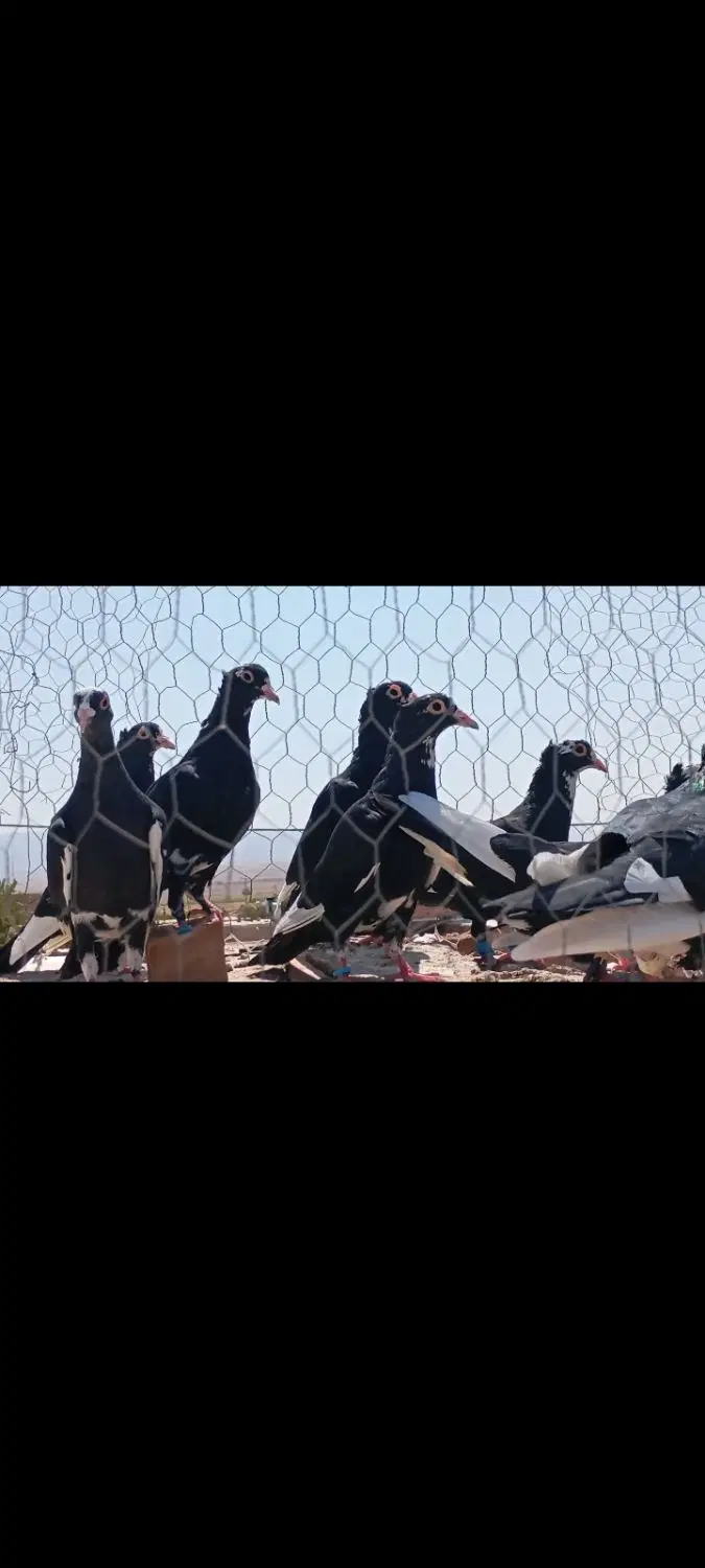 کفتر|پرنده|تربت جام, فاز ۱ فرهنگیان|دیوار