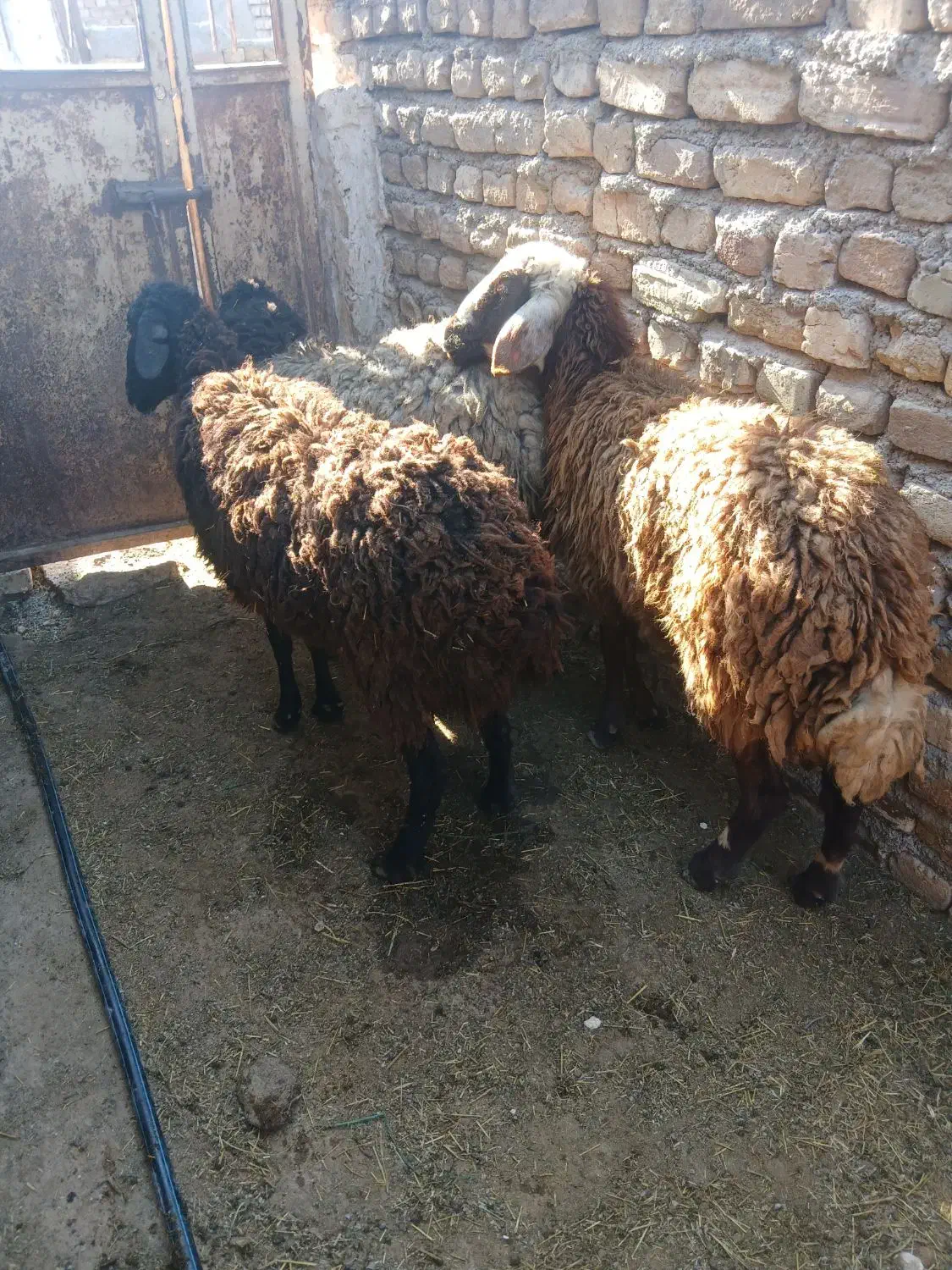 سع راس شیشک دوتا سیاه سام یک راس شال ب همراه سه بز|حیوانات مزرعه|جوادآباد, |دیوار