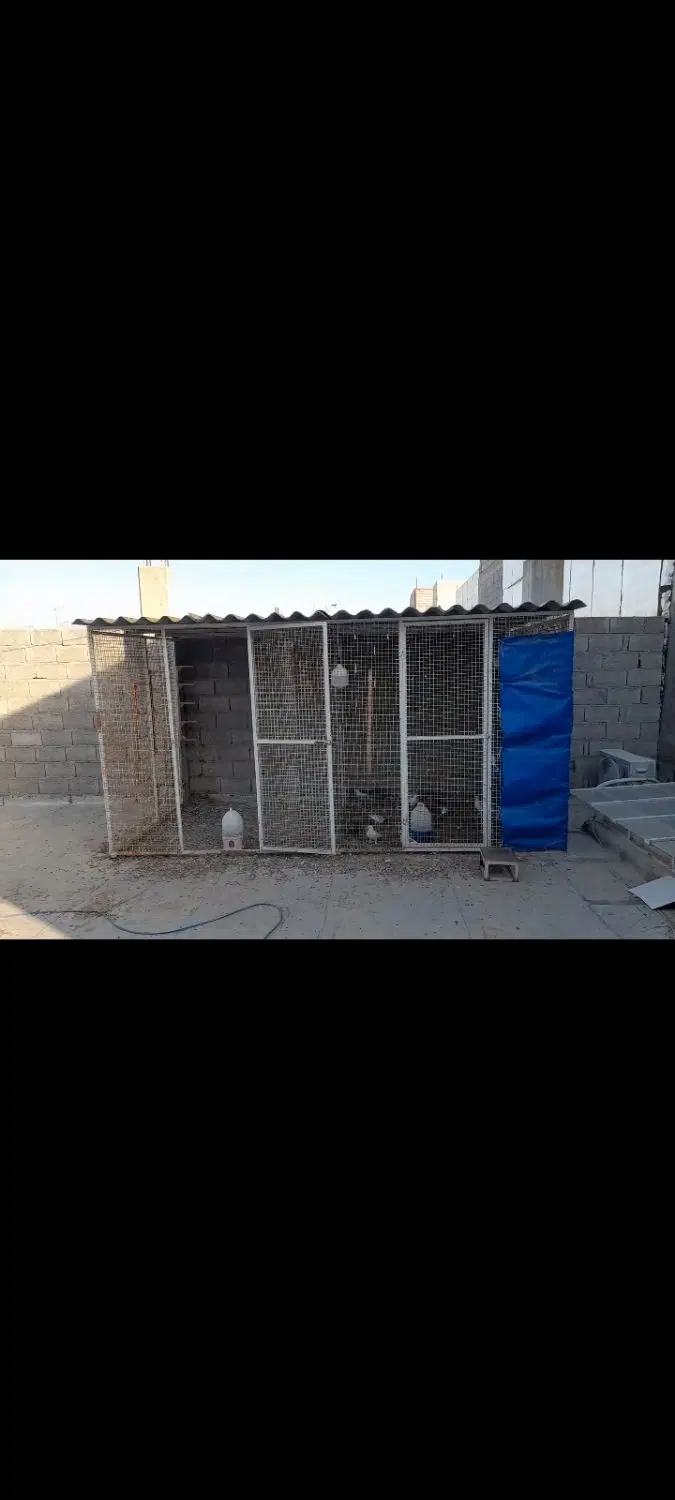 قفس|لوازم جانبی حیوانات|بوشهر, |دیوار