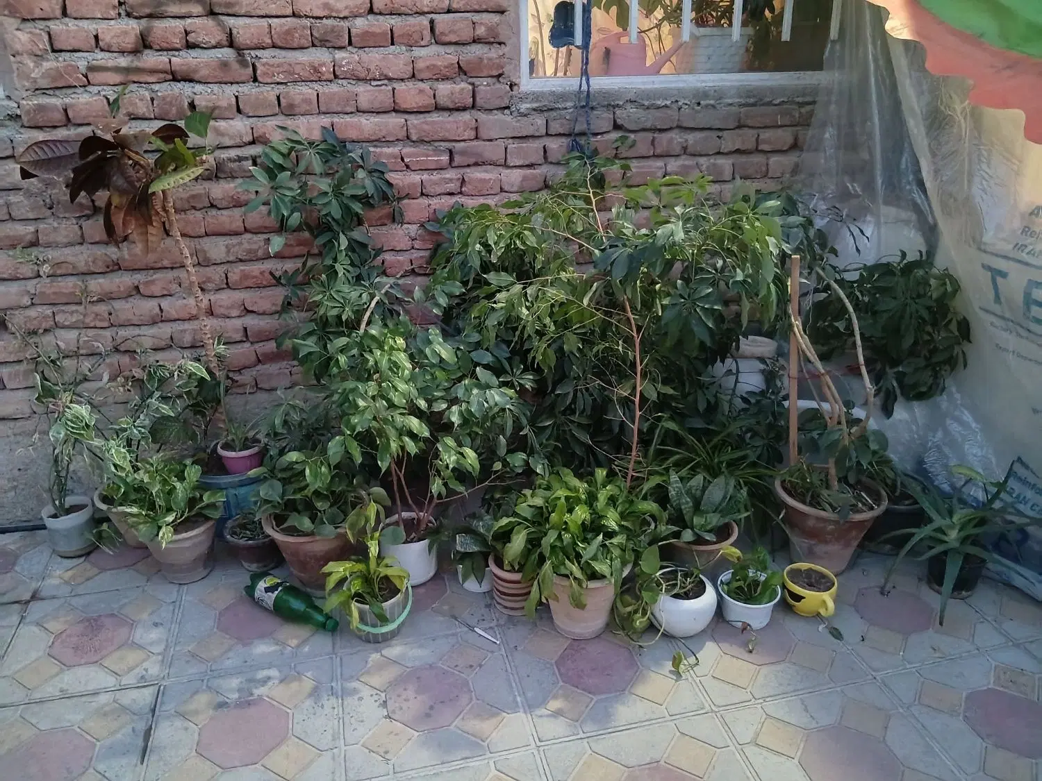 گل وگیاه....شفرا دونه ای۳۰۰قابل تکثیراست|گل و گیاه طبیعی|مراغه, |دیوار