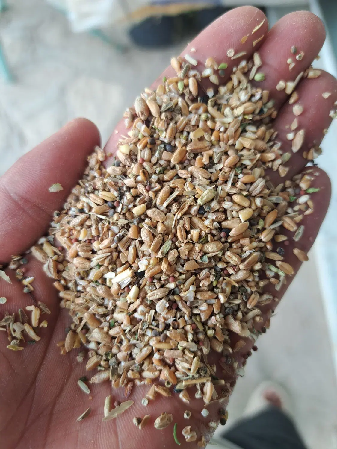 کبوتر|پرنده|نیشابور, دربقاضی|دیوار