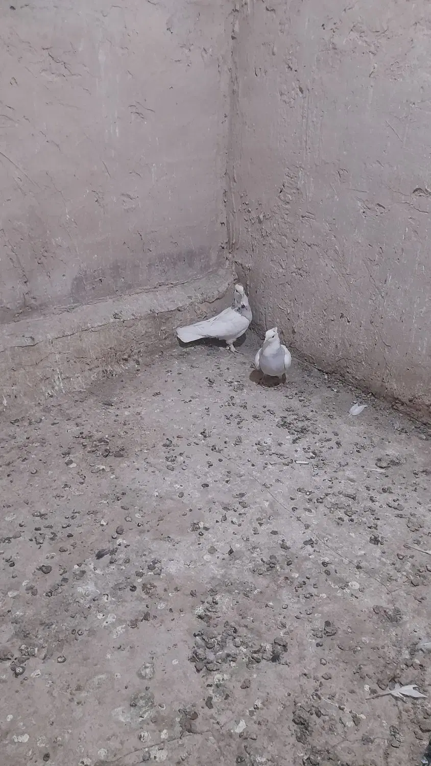 ۷۰۰۰۰۰۰|پرنده|کهک, |دیوار