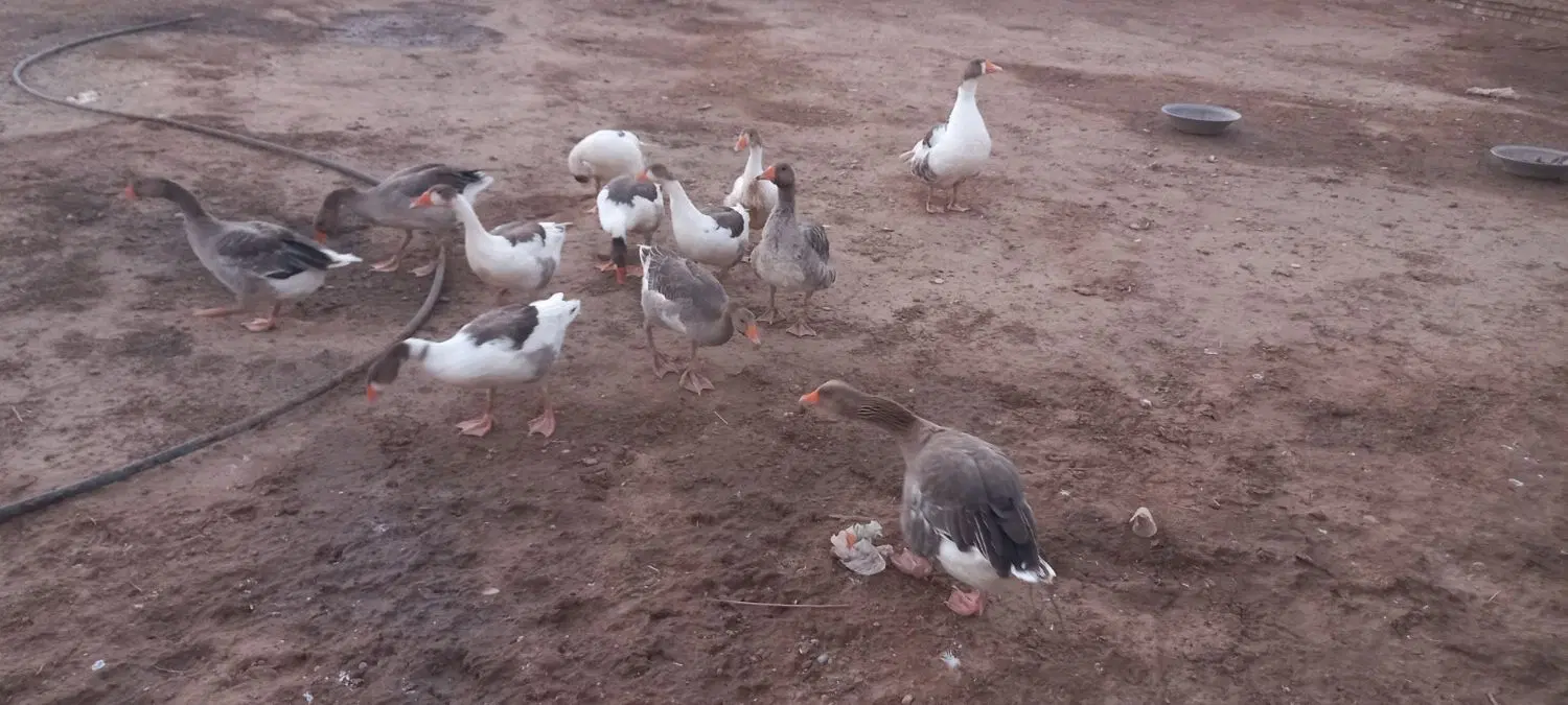 غاز|حیوانات مزرعه|اهواز, دغاغله|دیوار