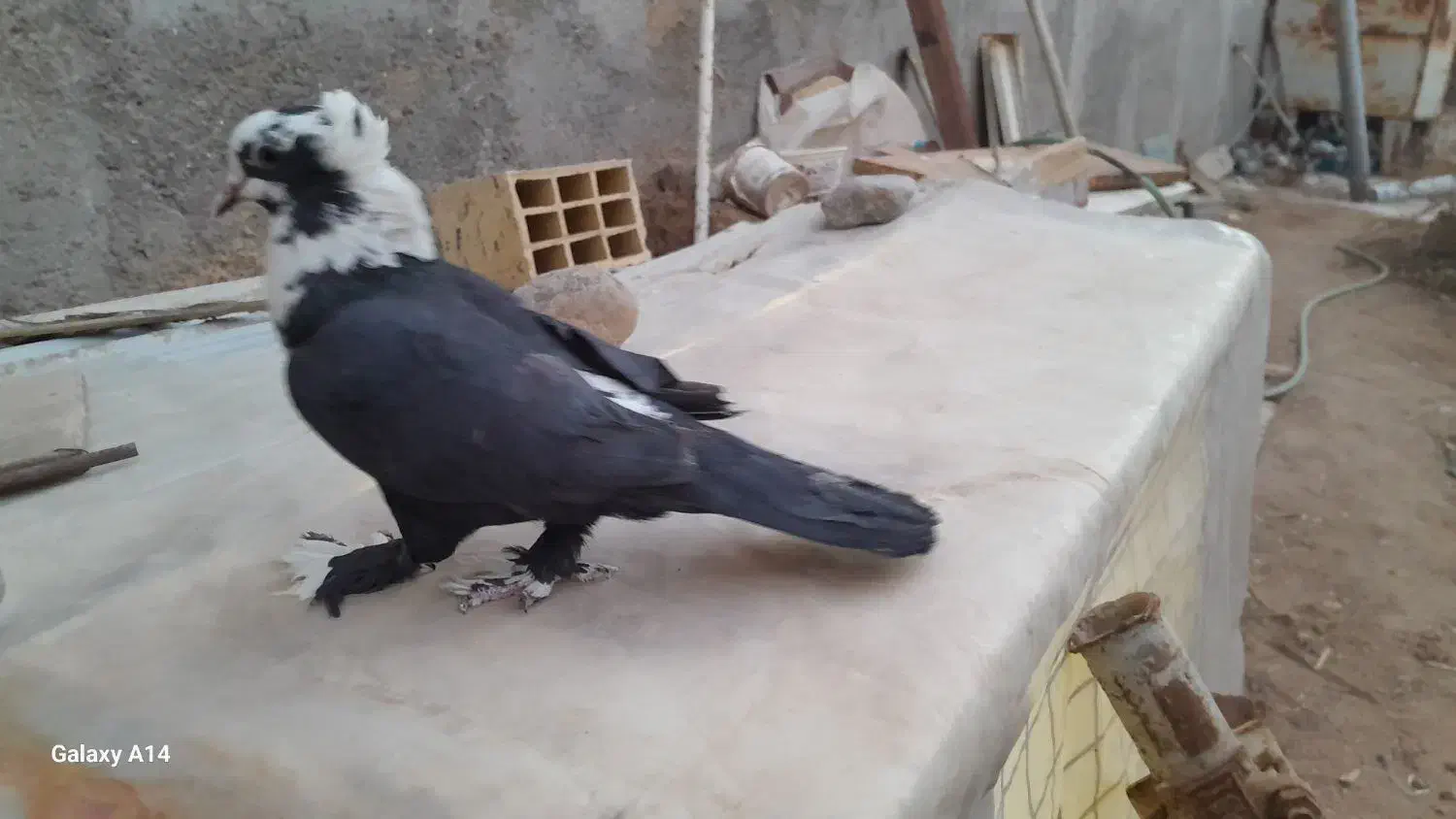 پرنده|پرنده|زارچ, |دیوار