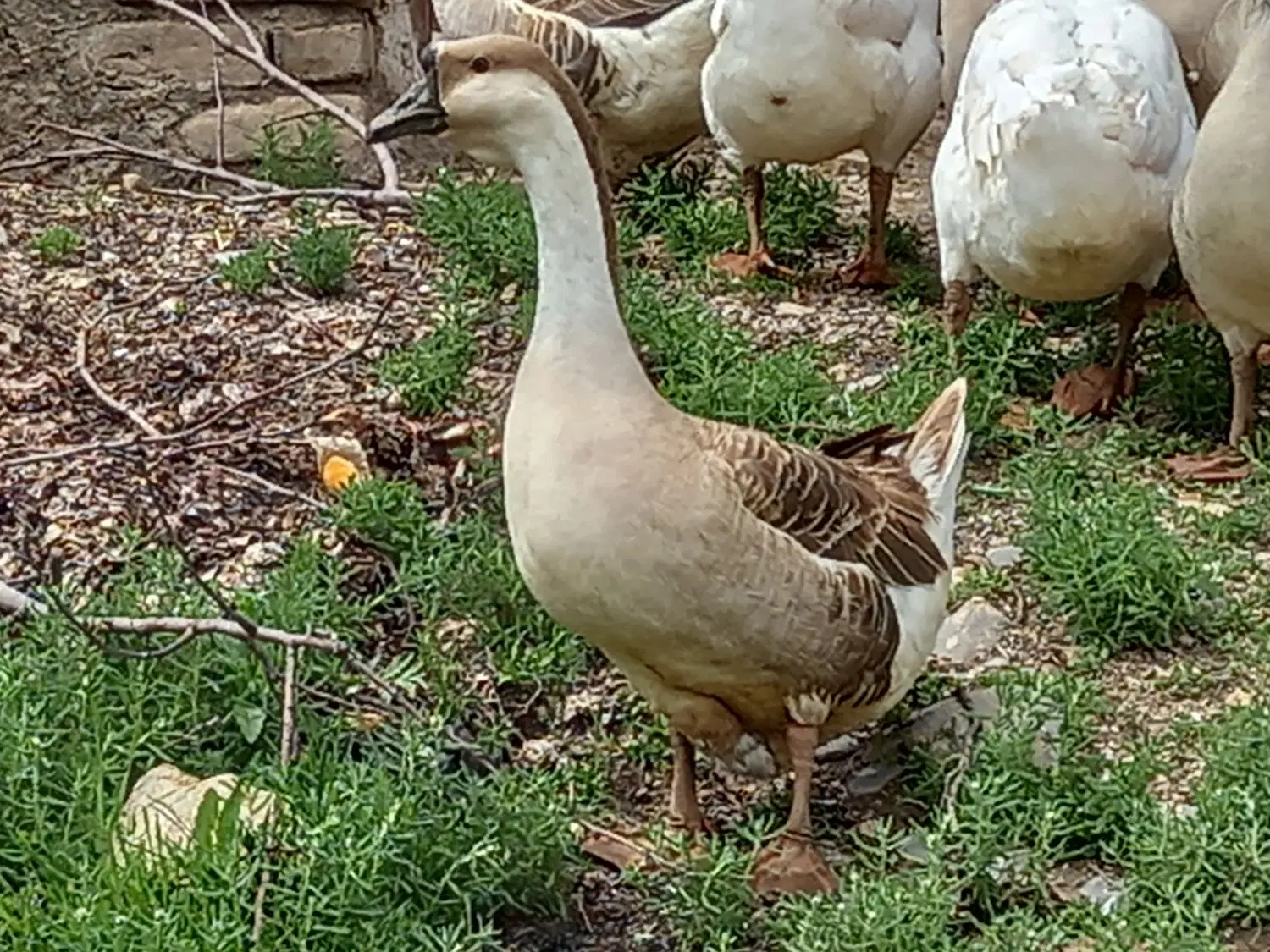 قوقاز|حیوانات مزرعه|بروجرد, |دیوار