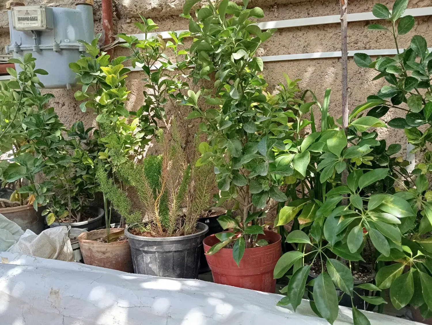 گل...|گل و گیاه طبیعی|نیشابور, رحمت آباد|دیوار