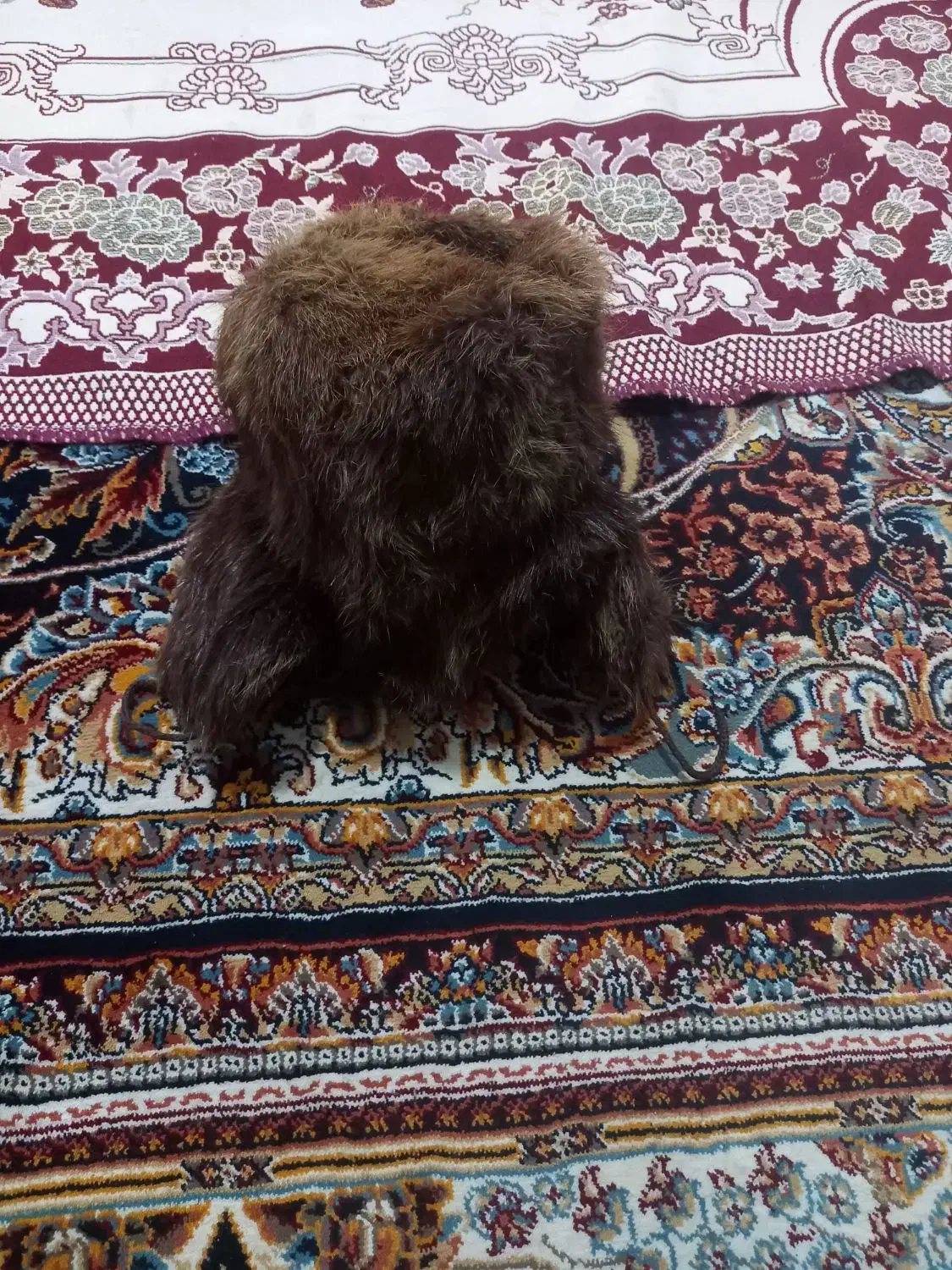 چکمه|کیف، کفش، کمربند|مشهد, طبرسی شمالی|دیوار