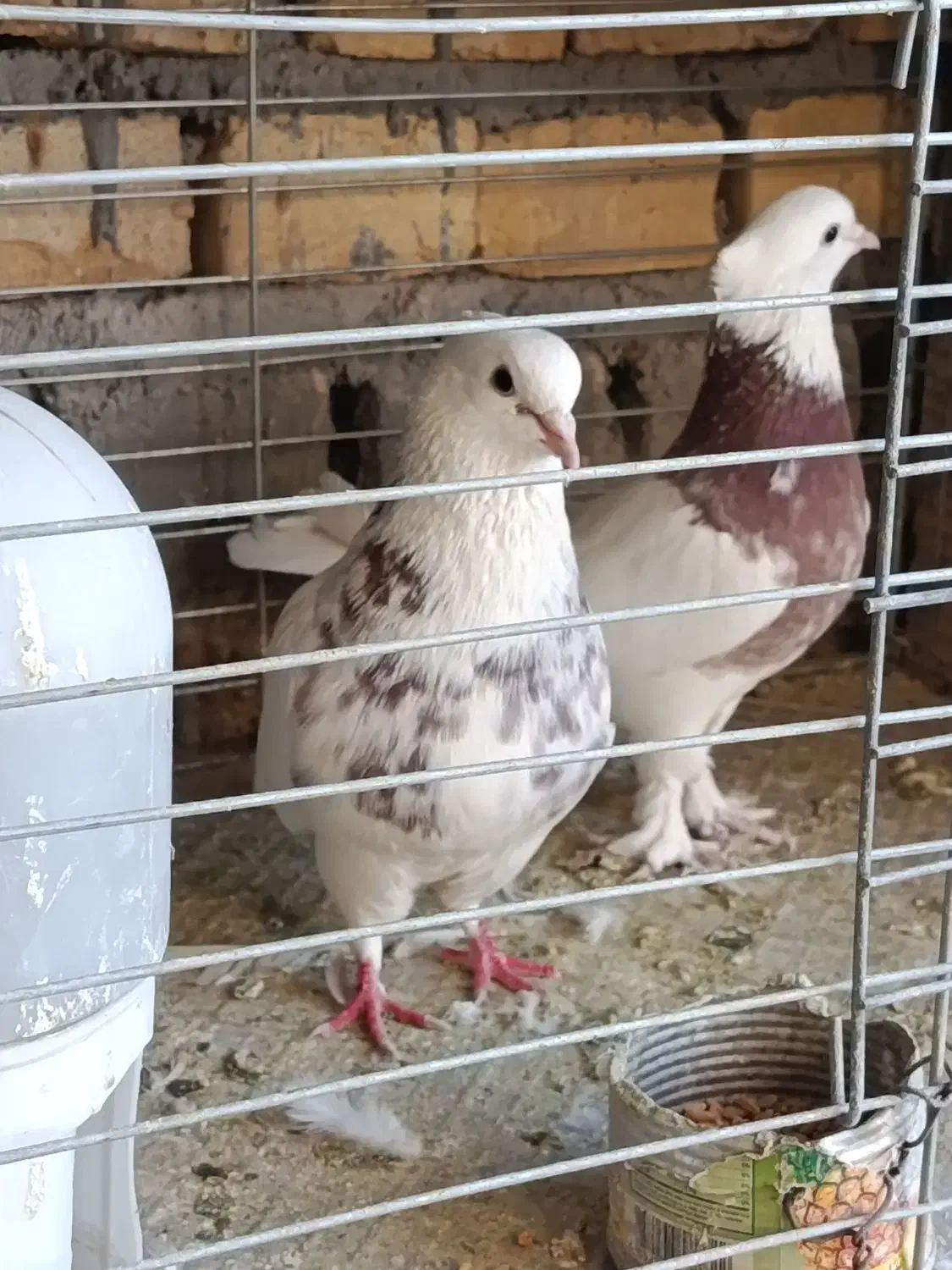 کفتر طوقی|پرنده|زارچ, |دیوار