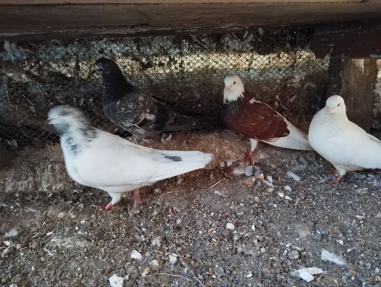 کبوتر|پرنده|تالش, جوکندان|دیوار