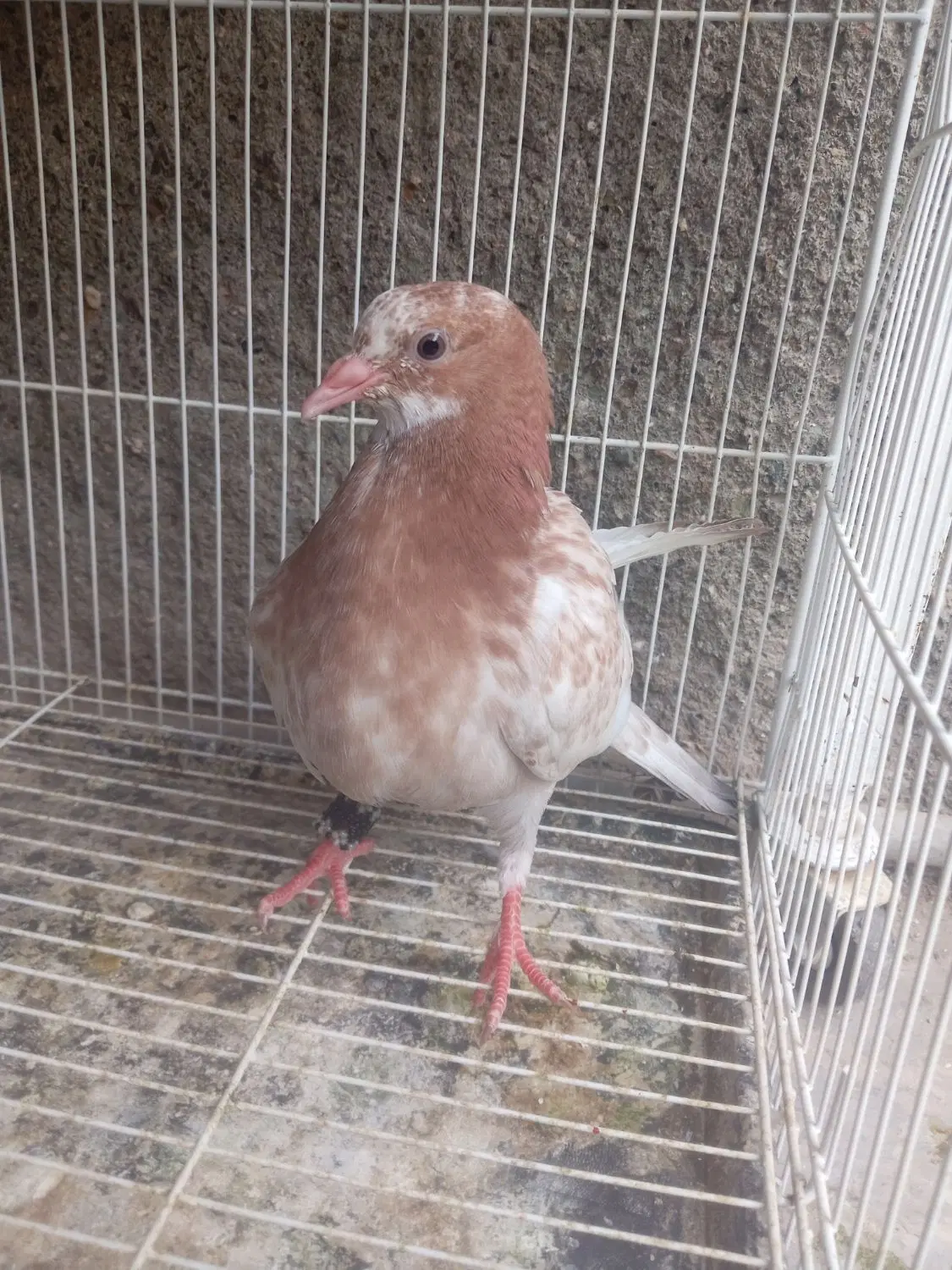 کفتر|پرنده|سبزوار, شرق کال جنوبی (شمس آبادی)|دیوار