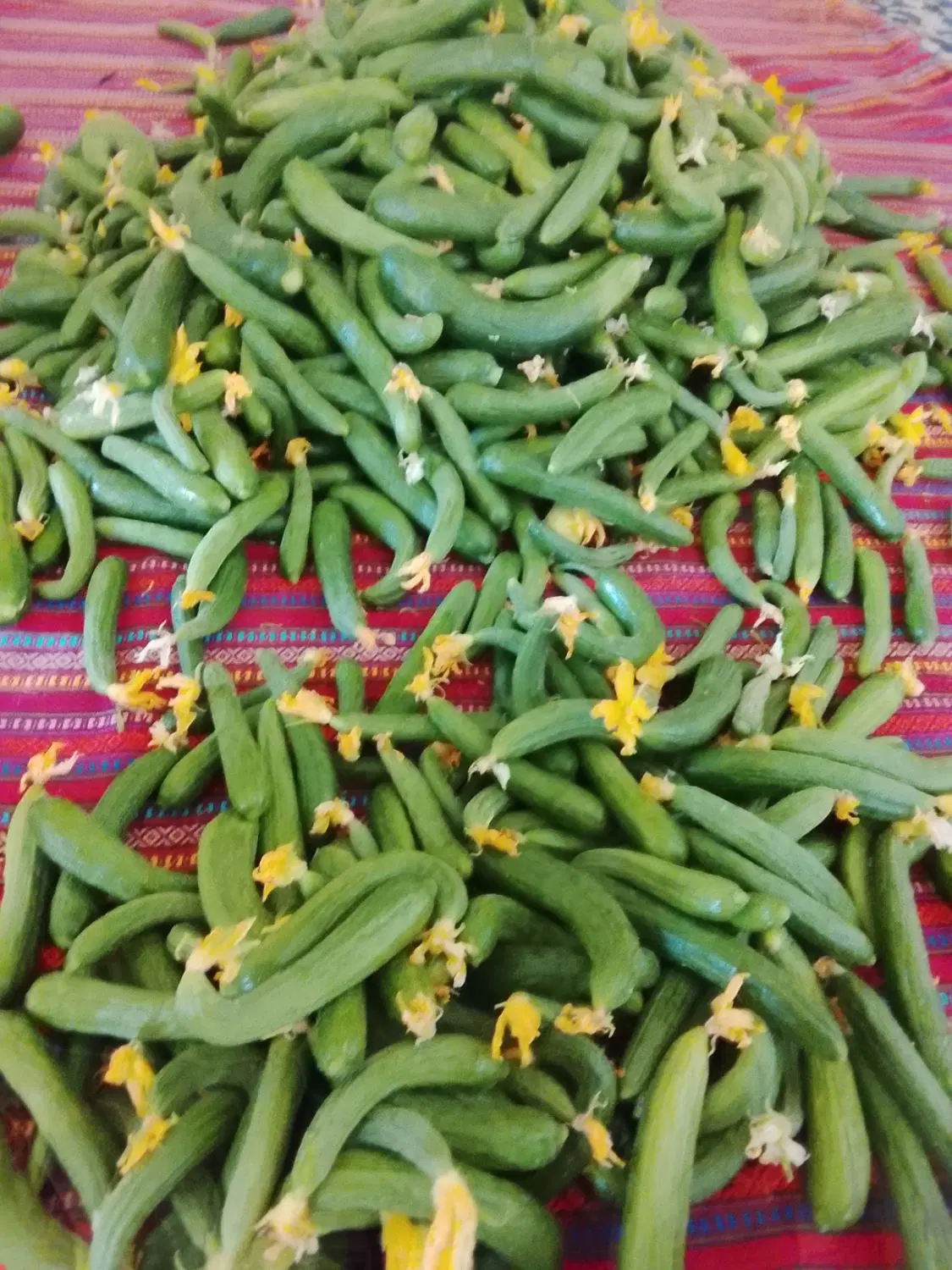 خیار|خوردنی و آشامیدنی|شیروان (خراسان), |دیوار