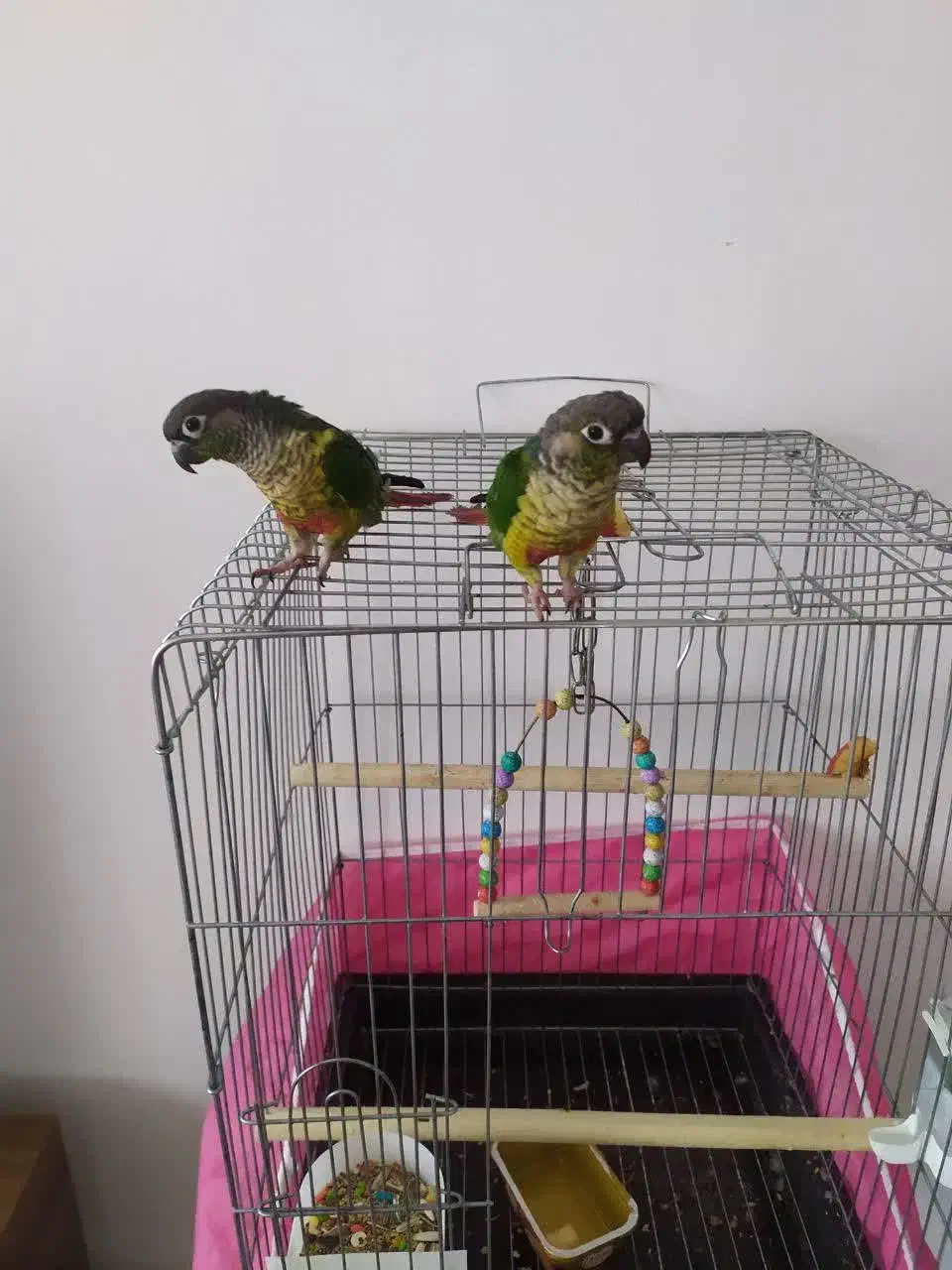 طوطی|پرنده|پرند, فاز ۵|دیوار