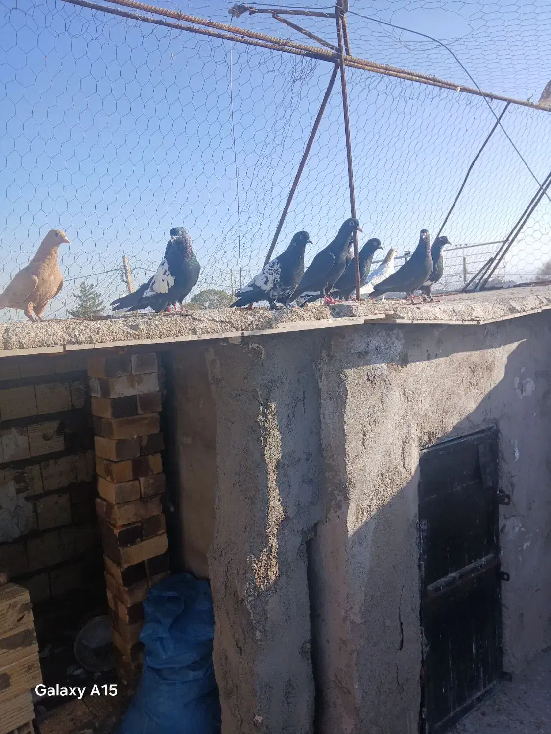 کبوتر|حیوانات|رفسنجان, |دیوار