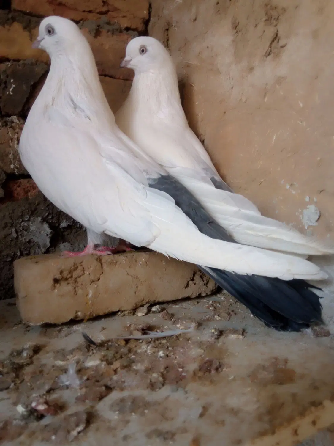 کبوتر|پرنده|لالجین, |دیوار