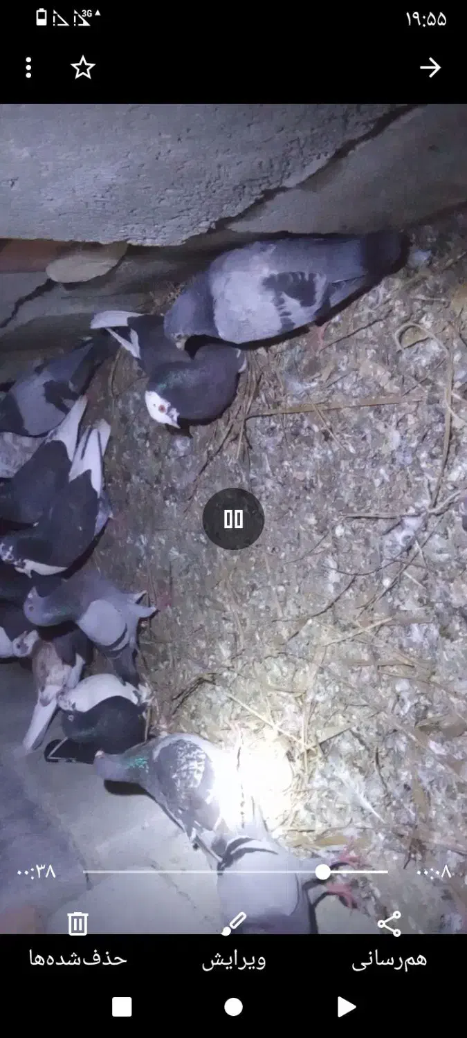 1500000|حیوانات مزرعه|کهنوج, |دیوار