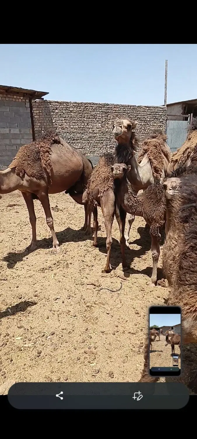شتر|حیوانات مزرعه|قم, نوقطار|دیوار