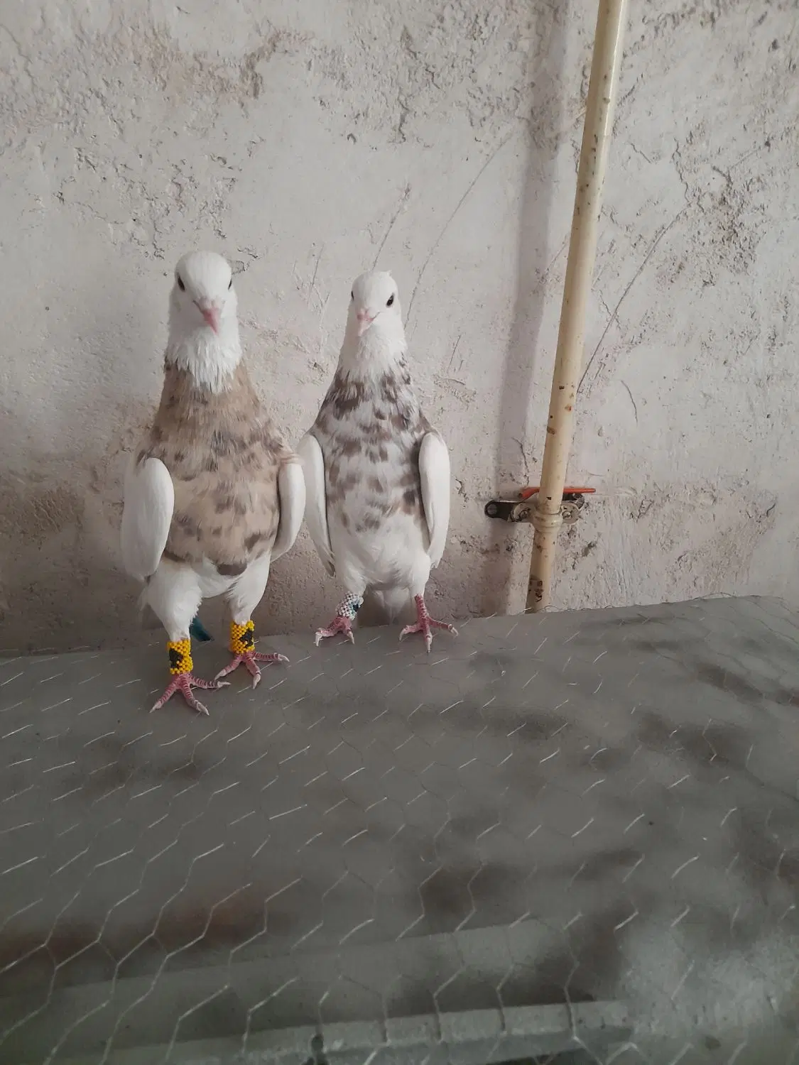 کفتر|پرنده|بوستان, |دیوار