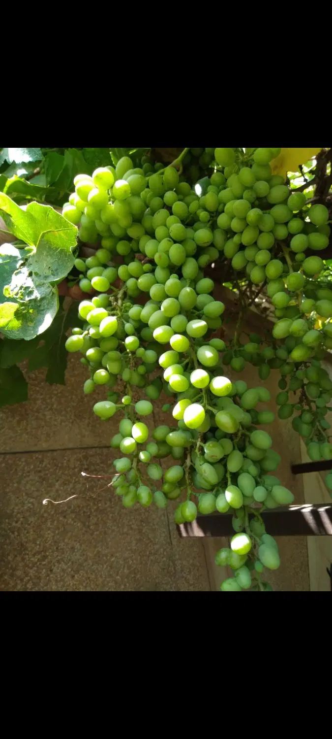 غوره|خوردنی و آشامیدنی|دلیجان, |دیوار