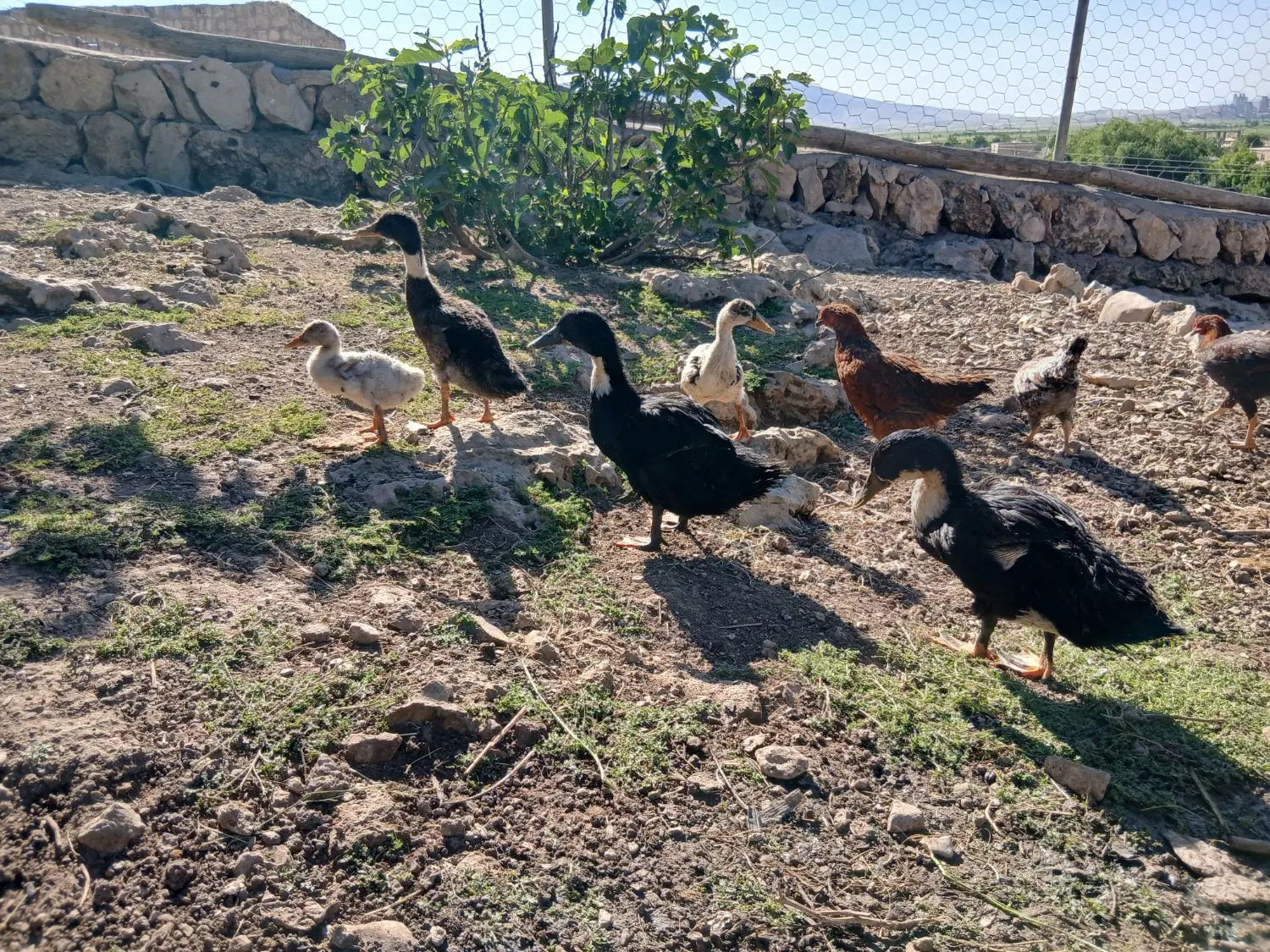 اردک|حیوانات مزرعه|کارزان, |دیوار